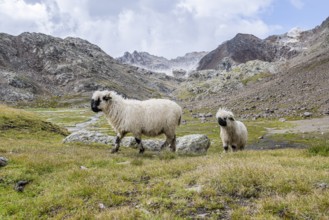 Two Valais Blacknose sheep (Ovis gmelini aries), high alpine mountain valley, Obere Senner Egete,