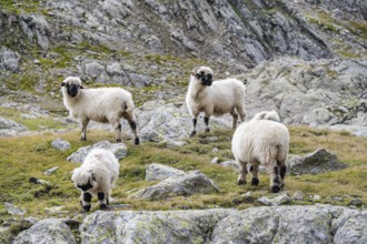 Valais Blacknose sheep (Ovis gmelini aries), high alpine mountain valley, Obere Senner Egete,