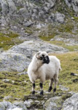Valais Blacknose sheep (Ovis gmelini aries), high alpine mountain valley, Obere Senner Egete,