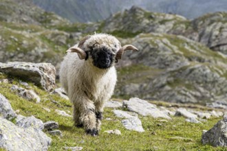 Valais Blacknose sheep (Ovis gmelini aries), high alpine mountain valley, Obere Senner Egete,