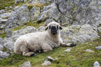 Valais Blacknose sheep (Ovis gmelini aries), sitting, high alpine mountain valley, Obere Senner