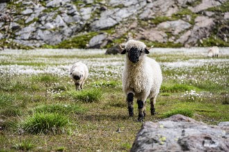 Two Valais Blacknose sheep (Ovis gmelini aries), in meadow with flowering white cotton grass, high