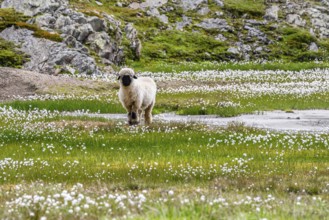 Valais Blacknose sheep (Ovis gmelini aries), in meadow with flowering white cotton grass, high