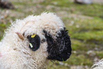 Valais Blacknose sheep (Ovis gmelini aries), animal portrait, high alpine mountain valley, Obere