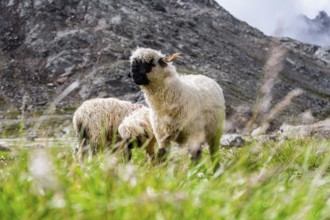 Valais Blacknose sheep (Ovis gmelini aries), in meadow, high alpine mountain valley, Obere Senner