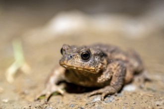 Common toad on the ground, Bavaria, Germany