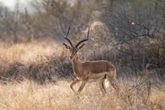 Springbok, male in dry grass, Kruger National Park, South Africa