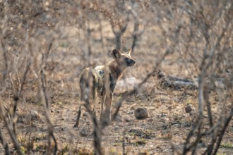 African wild dog, Kruger National Park, South Africa