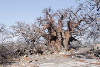 African baobab or baobab tree (Adansonia digitata), arid landscape, Kubu Island (Lekubu), Sowa Pan,