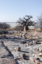 African baobab or baobab tree (Adansonia digitata), arid landscape, Kubu Island (Lekubu), Sowa Pan,