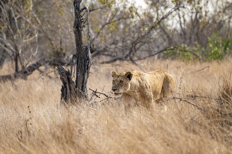 Lioness on the prowl, Kruger National Park, South Africa