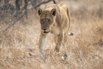 Looking into the camera, lioness on the prowl, Kruger National Park, South Africa