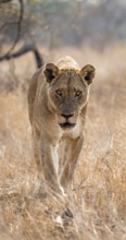 Looking into the camera, lioness on the prowl, Kruger National Park, South Africa