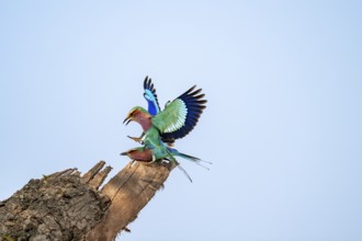 Forked Roller (Coracias caudatus), two birds approaching on a branch in front of a blue sky, Kruger