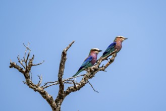 Forked Roller (Coracias caudatus), two birds on a branch in front of a blue sky, Kruger National