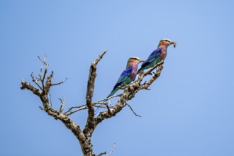Forked Roller (Coracias caudatus), two birds on a branch in front of a blue sky, with food in their