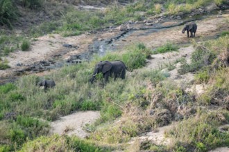 African elephants in a riverbed, Kruger National Park, South Africa