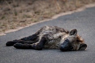 Hyena lying tired on a road, Kruger National Park, South Africa