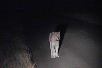 Lioness at night, night shot, Kruger National Park, South Africa