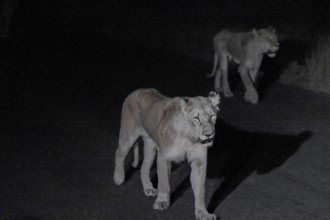 Pride of lions, lionesses at night, night shot, Kruger National Park, South Africa