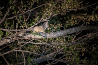 Galago (Galagonidae or Galagidae), also known as bushbaby, night shot, Kruger National Park, South