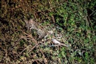 African civet (Civettictis civetta), night shot, Kruger National Park, South Africa
