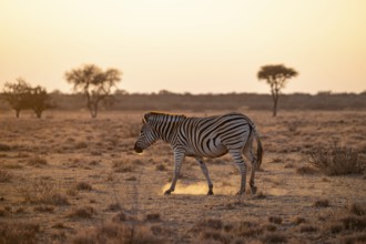 Plains zebra (Equus quagga), in dry savannah, in the evening light, Kruger National Park, South
