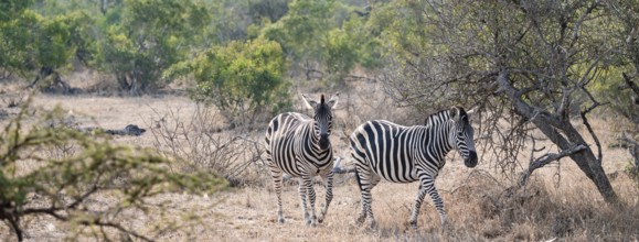 Plains zebra (Equus quagga), in dry grass, Kruger National Park, South Africa