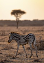 Plains zebra (Equus quagga), young animal, in dry savannah, in the evening light, Kruger National