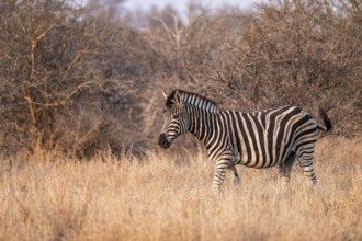 Plains zebra (Equus quagga), in dry grass, in the evening light, Kruger National Park, South Africa
