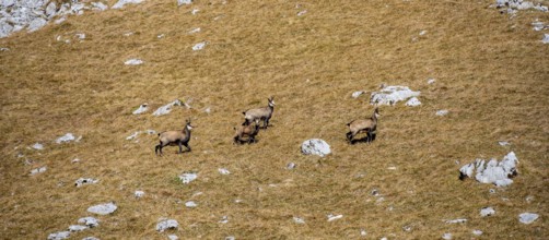 Chamois (Rupicapra rupicapra) in autumn in the mountains, Gamsjoch, Tyrol, Austria