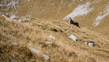Chamois (Rupicapra rupicapra) in autumn in the mountains, Gamsjoch, Tyrol, Austria