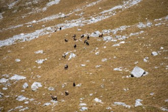 Herd of chamois (Rupicapra rupicapra), Gamsjoch, Tyrol, Austria