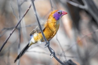 Garnet deer (Uraeginthus granatina), female, sitting on a dry branch, Kubu Island (Lekubu), Sowa
