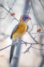 Garnet deer (Uraeginthus granatina), female, sitting on a dry branch, Kubu Island (Lekubu), Sowa