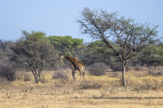 Cape giraffe (Giraffa giraffa giraffa), mother and young, Khama Rhino Sanctuary, Serowe, Botswana