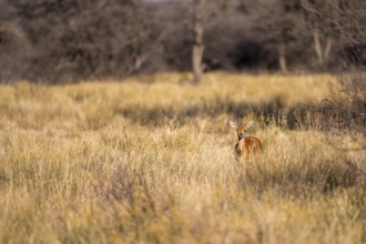 Steenbok (Raphicerus campestris), adult female, standing in dry grass, in the morning light, Khama