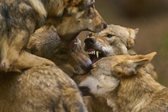 Wolf (Canis lupus), several wolves in aggressive interaction, teeth bared, tension in the group,