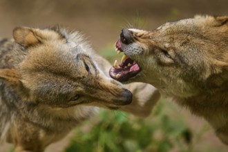Wolf (Canis lupus), two wolves aggressively biting each other, close-up in the forest, Germany
