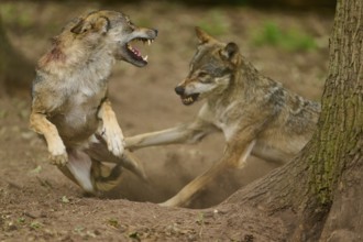Wolf (Canis lupus), two wolves fighting aggressively in the forest next to a tree and stirring up