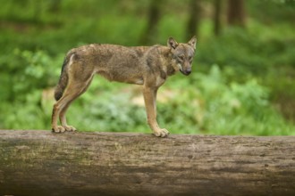 Wolf (Canis lupus), posing in the forest on a tree trunk surrounded by greenery, Germany