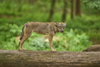 Wolf (Canis lupus) balancing on a tree trunk in the forest, Germany
