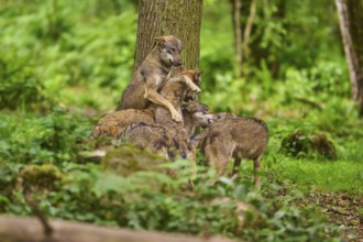 Wolf (Canis lupus), a group of wolves playing in a clearing, Germany