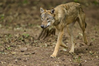 Wolf (Canis lupus), walking attentively through the forest, Germany