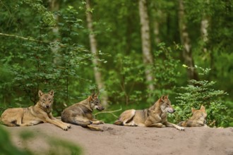 Wolf (Canis lupus), four wolves lying on a hill in the forest, dense vegetation in the background,
