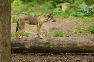 Wolf (Canis lupus), standing on a tree trunk in a wooded area, Germany