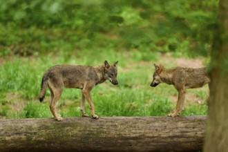 Wolf (Canis lupus), two wolves standing on a fallen tree trunk in the forest, Germany