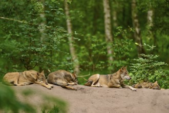 Wolf (Canis lupus), four wolves resting on a hill in the forest, surrounded by lush foliage,