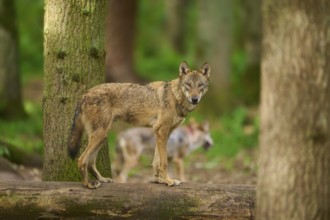 A wolf stands on a tree trunk and observes the surroundings in the forest, Wolf (Canis Lupus),