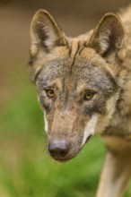 Close-up of a wolf with an attentive gaze in the forest, Wolf (Canis Lupus), Germany